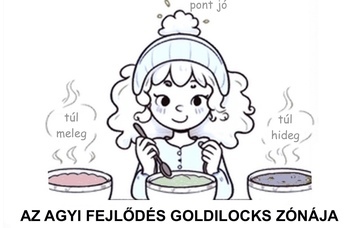 Az agyi fejlődés Goldilocks-zónájára bukkantak kutatóink